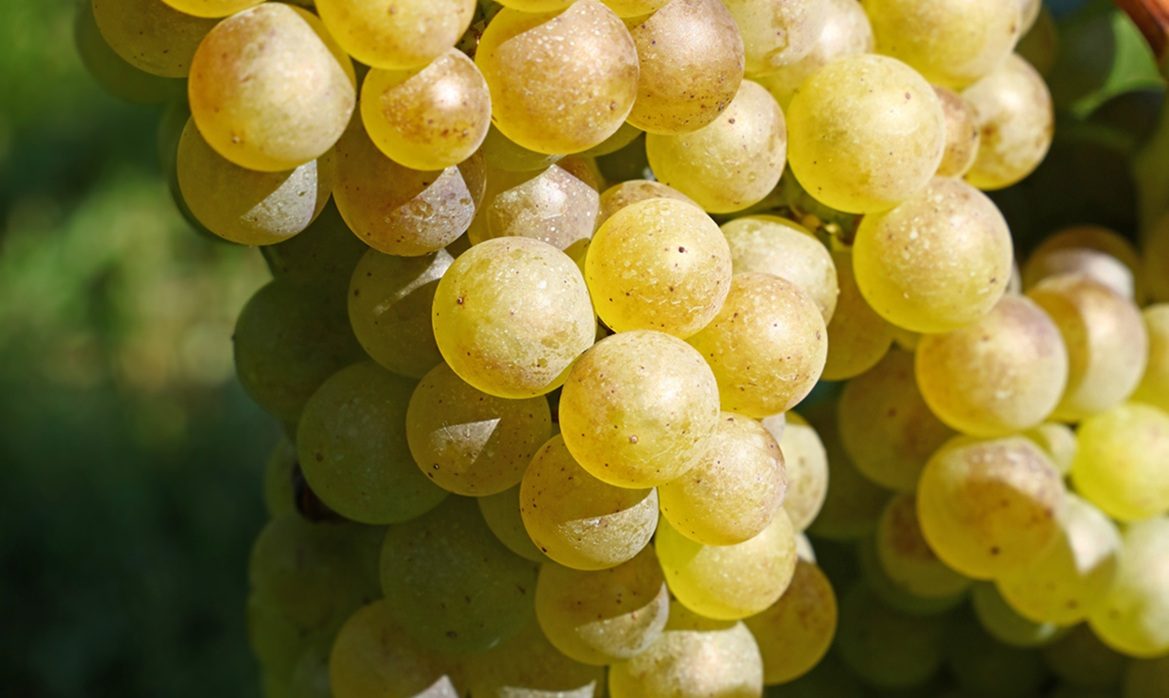 El envero: el despertar de la uva hacia el cava en el Penedès