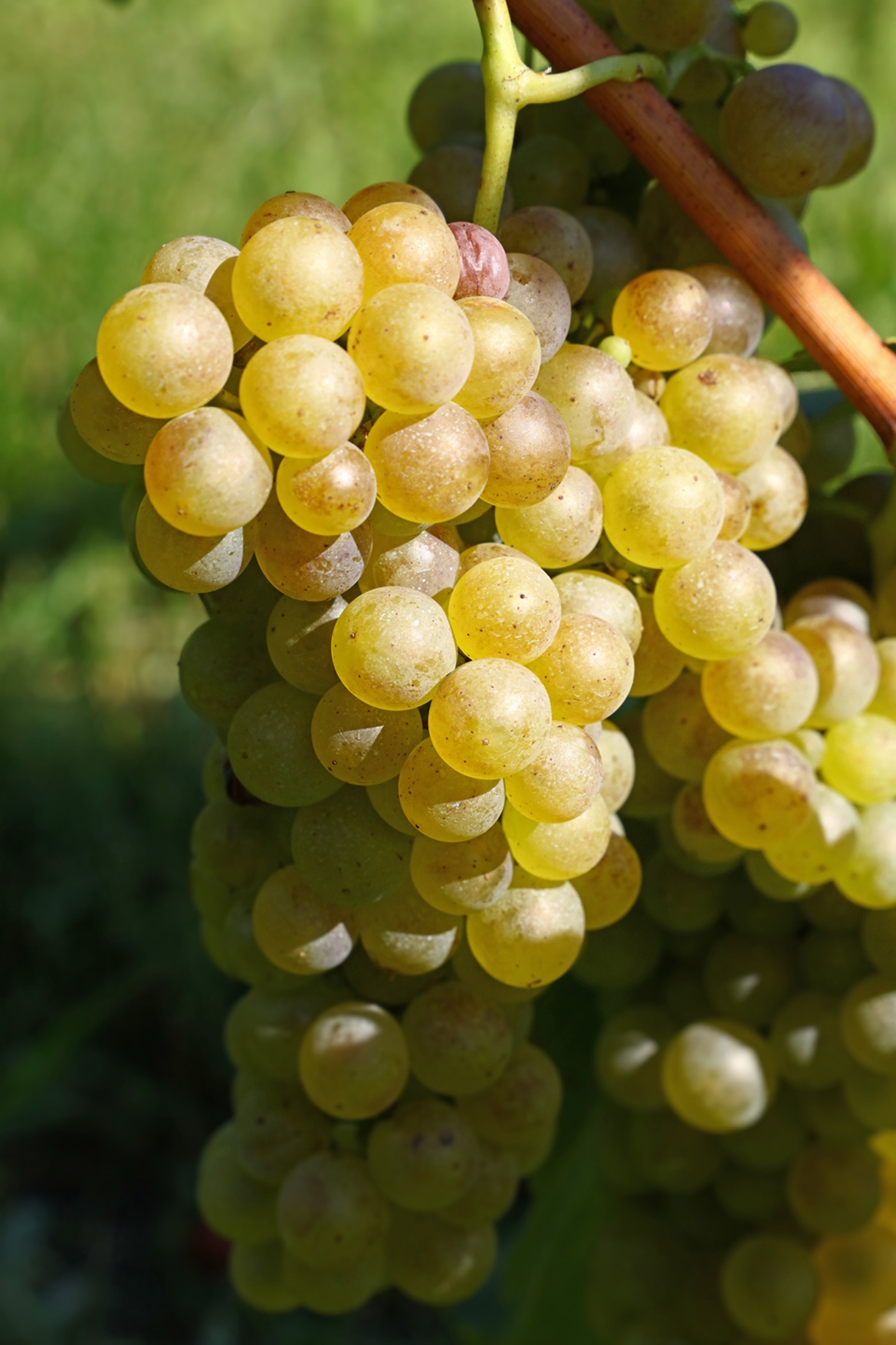El envero: el despertar de la uva hacia el cava en el Penedès